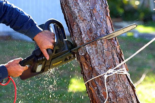 Best Tree Disease Treatment  in Sanborn, NY