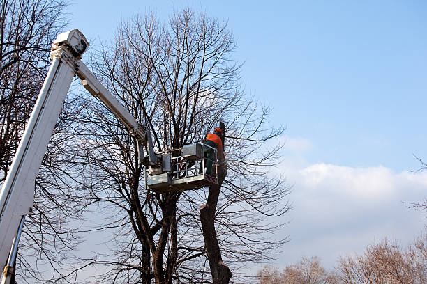 Professional Tree Care in Sanborn, NY